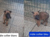 8 chiots Berger Belge Malinois (LOF) fauves à vendre 3 mâles 5 femelles