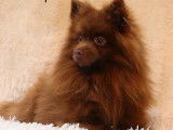 Chien adulte Spitz Nain mâle chocolat LOF disponible pour saillie