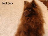 Chien adulte Spitz Nain mâle chocolat LOF disponible pour saillie