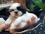 2 chiots 1 mâle 1 femelle Shih Tzu blancs et noirs non LOF à réserver
