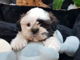 2 chiots 1 mâle 1 femelle Shih Tzu blancs et noirs non LOF à réserver