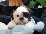 2 chiots 1 mâle 1 femelle Shih Tzu blancs et noirs non LOF à réserver
