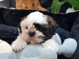 2 chiots 1 mâle 1 femelle Shih Tzu blancs et noirs non LOF à réserver