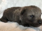 Chiots Chien-Loup de Saarlos LOF &agrave; r&eacute;server