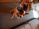 Recherche femelle Jack Russel pour saillie