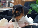 1 chiot Jack Russel blanc à tête noir et feu femelle non LOF à vendre
