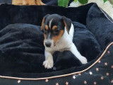 1 chiot Jack Russel blanc à tête noir et feu femelle non LOF à vendre