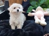 1 chiot Bichon Maltais blanc femelle non LOF de septembre 2021 en vente