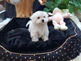 1 chiot Bichon Maltais blanc femelle non LOF de septembre 2021 en vente