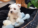 Vente de 2 chiots Westie blancs non LOF n&eacute;s en octobre 2021