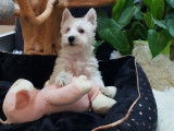 Vente de 2 chiots Westie blancs non LOF n&eacute;s en octobre 2021