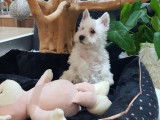 Vente de 2 chiots Westie blancs non LOF n&eacute;s en octobre 2021