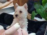Vente de 2 chiots Westie blancs non LOF n&eacute;s en octobre 2021