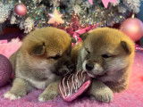 Deux sublimes chiots femelles Shiba LOF à réserver pour fin décembre 2021