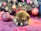Deux sublimes chiots femelles Shiba LOF à réserver pour fin décembre 2021