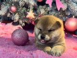 Deux sublimes chiots femelles Shiba LOF à réserver pour fin décembre 2021