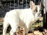 Chiots de type Bouledogue Français à vendre (1 femelle & 2 mâles)