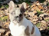 Chiots de type Bouledogue Français à vendre (1 femelle & 2 mâles)