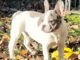 Chiots de type Bouledogue Français à vendre (1 femelle & 2 mâles)