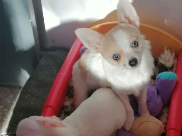 1 chiot Chihuahua mâle beige de juillet 2021 non LOF disponible à la vente