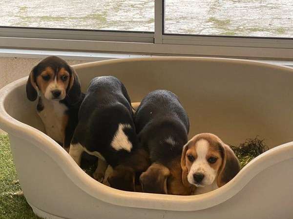 3 chiots Beagle non LOF nés en 2021 à vendre