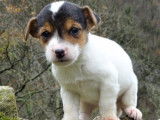 Chiots Jack Russel non LOF tricolores nés en octobre 2021 à réserver
