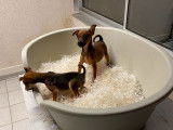 5 chiots Pinscher non LOF à vendre, nés en 2021
