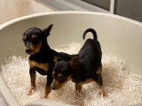 5 chiots Pinscher non LOF à vendre, nés en 2021