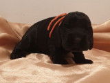 6 chiots Cocker Anglais noirs, 3 femelles 3 m&acirc;les non LOF &agrave; vendre