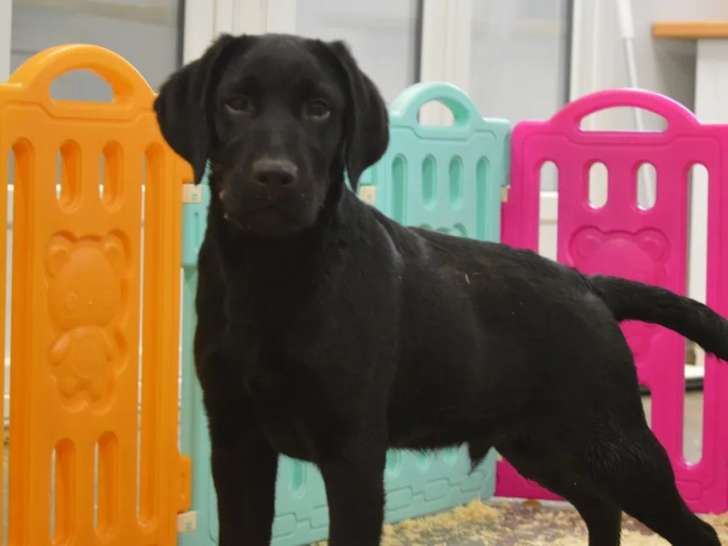 En vente un chien mâle Labrador Retriever au pelage noir de 2 ans (LOF)