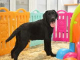 En vente un chien mâle Labrador Retriever au pelage noir de 2 ans (LOF)