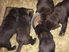 Chiots Labrador Retriever LOF marrons à vendre