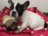 Vente d un chiot Bouledogue Français non LOF  mâle