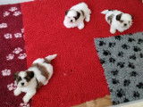 Magnifiques chiots Shih Tzu LOF à vendre