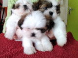 Magnifiques chiots Shih Tzu LOF à vendre