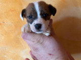 7 chiots Parson Russell Terrier mâles et femelles LOF bicolores à réserver