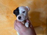 7 chiots Parson Russell Terrier mâles et femelles LOF bicolores à réserver