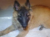 Chiots bergers belges tervuerens