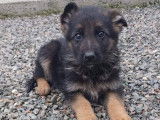 Vente de chiots Berger Allemand noir et fauve (non LOF)