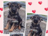 Vente de chiots Berger Allemand noir et fauve (non LOF)