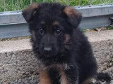 Vente de chiots Berger Allemand noir et fauve (non LOF)