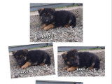 Vente de chiots Berger Allemand noir et fauve (non LOF)