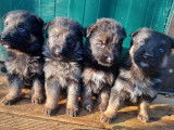 Vente de chiots Berger Allemand noir et fauve (non LOF)