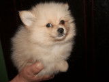 À vendre, 2 chiots Spitz Pomeranian mâles beiges non LOF