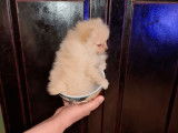 À vendre, 2 chiots Spitz Pomeranian mâles beiges non LOF