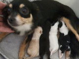 Réservation de 3 chiots mâles Chihuahua de novembre 2021 (non LOF)