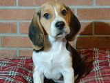 6 chiots Beagle tricolores 4 mâles 2 femelles (non LOF) à céder