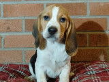 6 chiots Beagle tricolores 4 mâles 2 femelles (non LOF) à céder