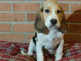 6 chiots Beagle tricolores 4 mâles 2 femelles (non LOF) à céder