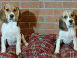 6 chiots Beagle tricolores 4 mâles 2 femelles (non LOF) à céder